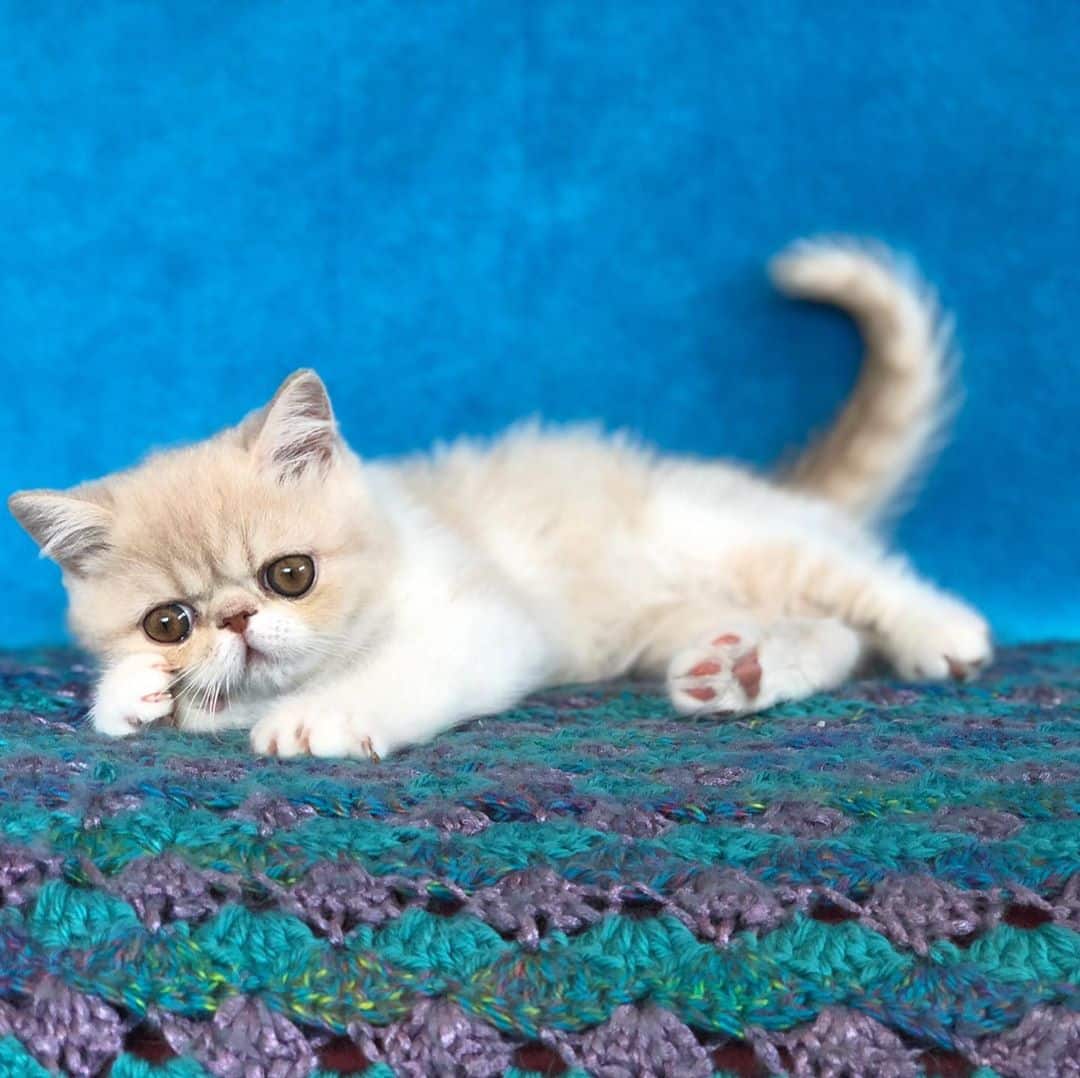 Exotic-Shorthair-Cats-07