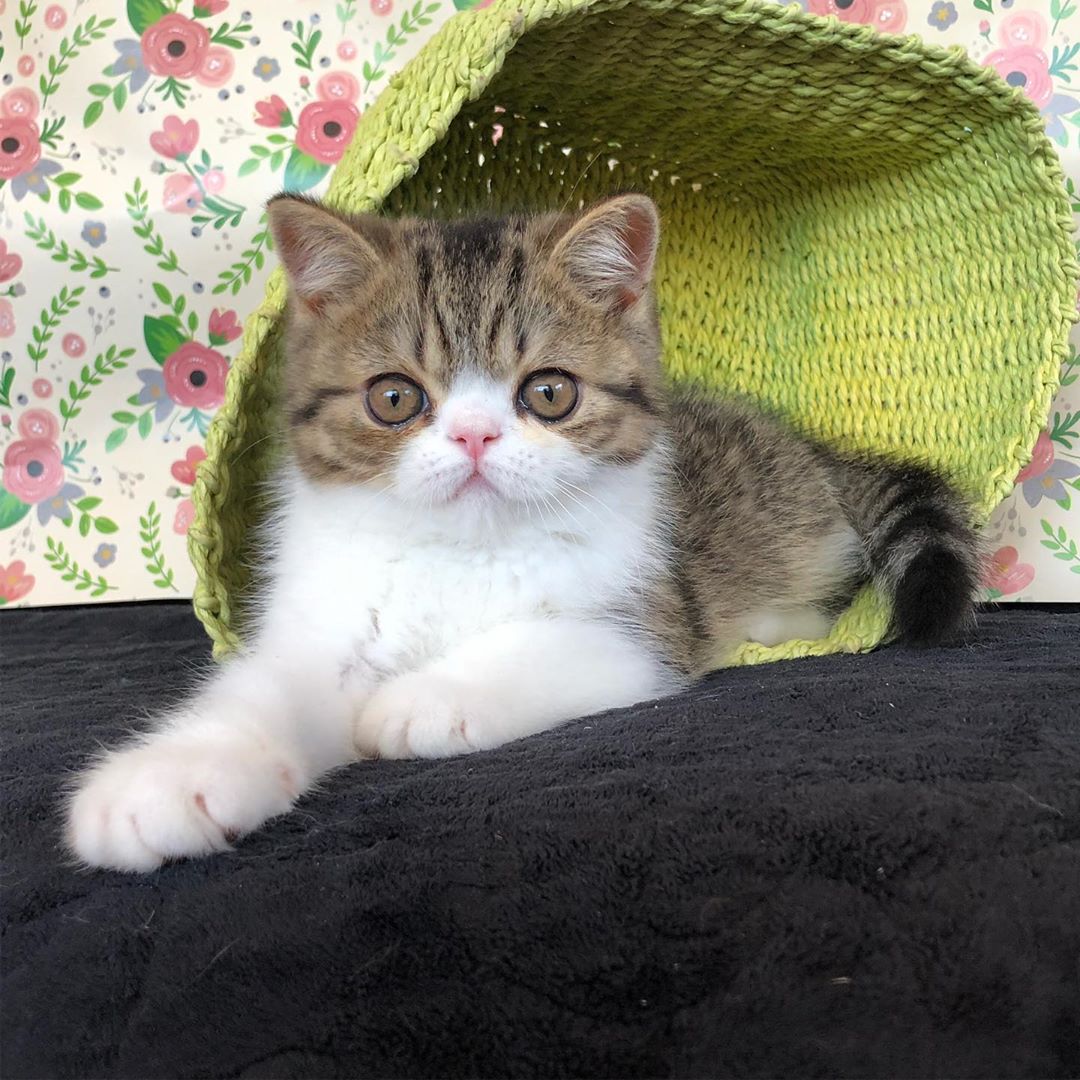 Exotic-Shorthair-Cats-10