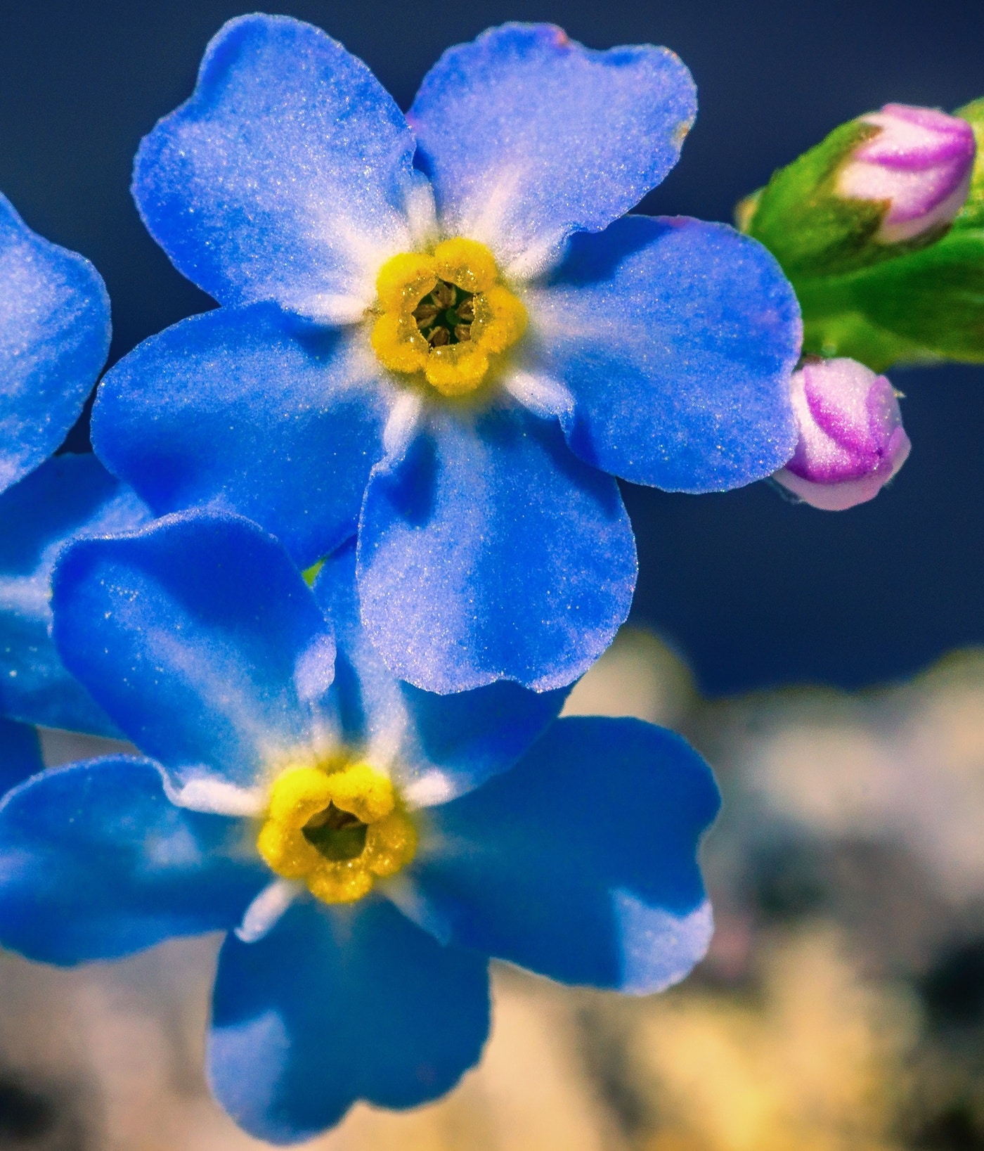 What Does The Forget-Me-Not Flower Mean? - HowLifeStyles