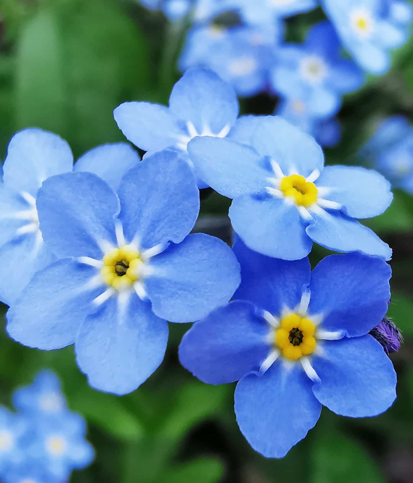 What Does The Forget-Me-Not Flower Mean? - HowLifeStyles