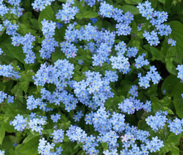 What Does The Forget-Me-Not Flower Mean?