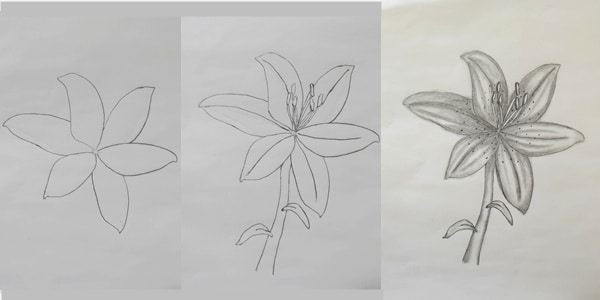 Draw-a-Lily-20200721
