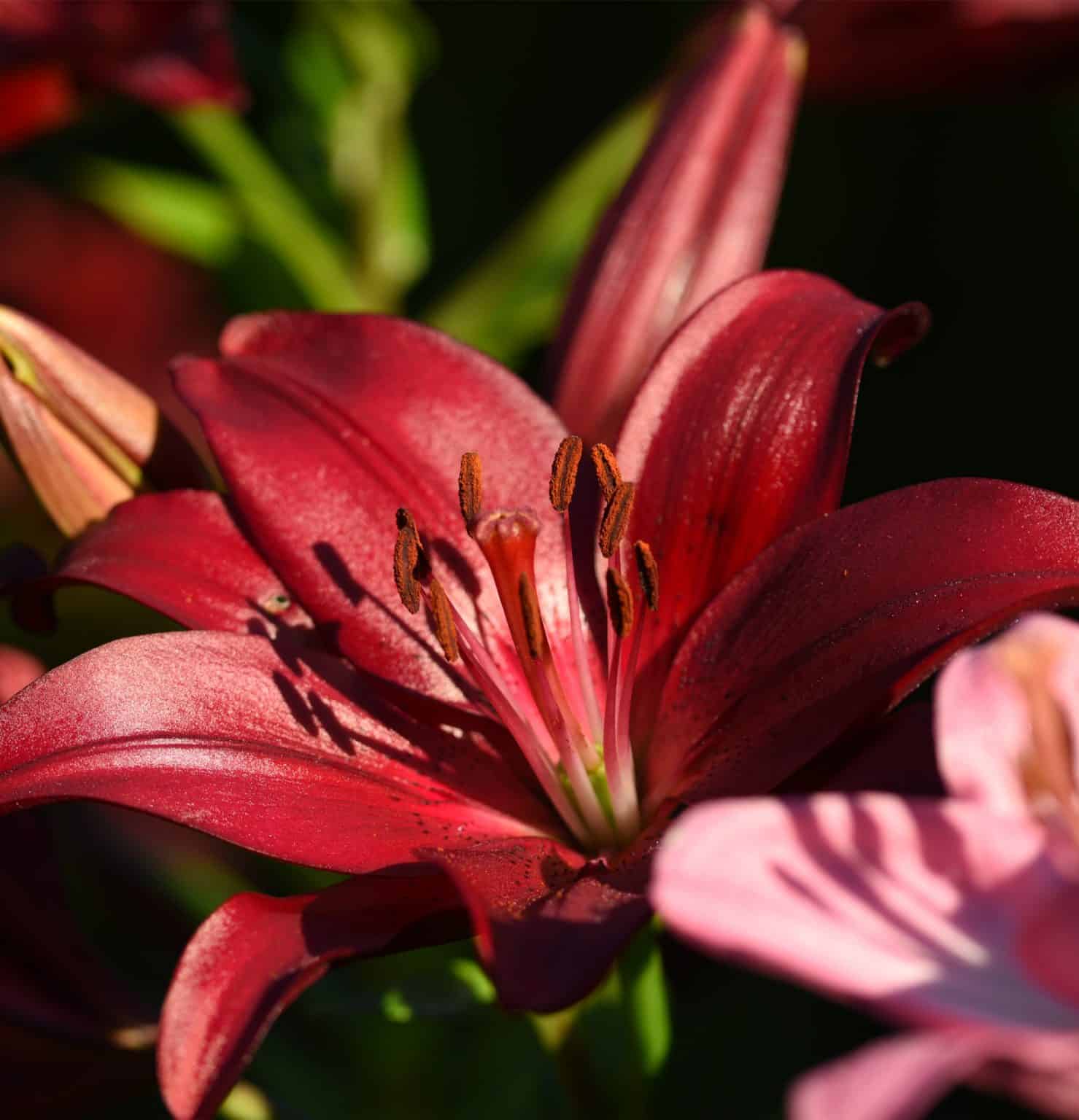 The Beautiful Lily and It's Meaning