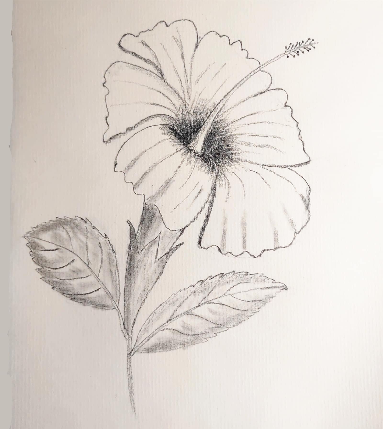 How to Draw Hibiscus for Beginners Step by Step