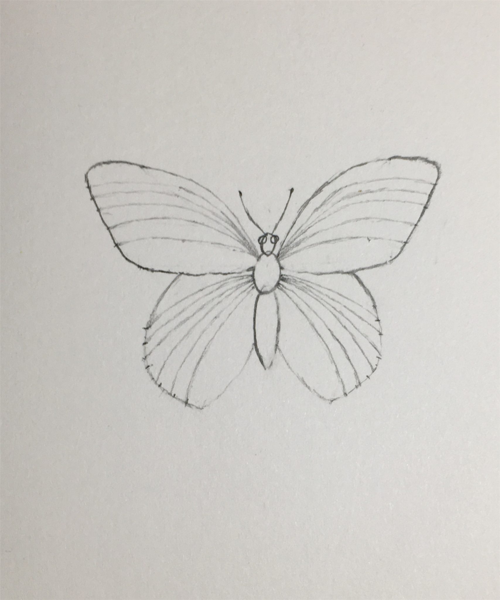 How to Draw a Butterfly-Step by Step Tutorial