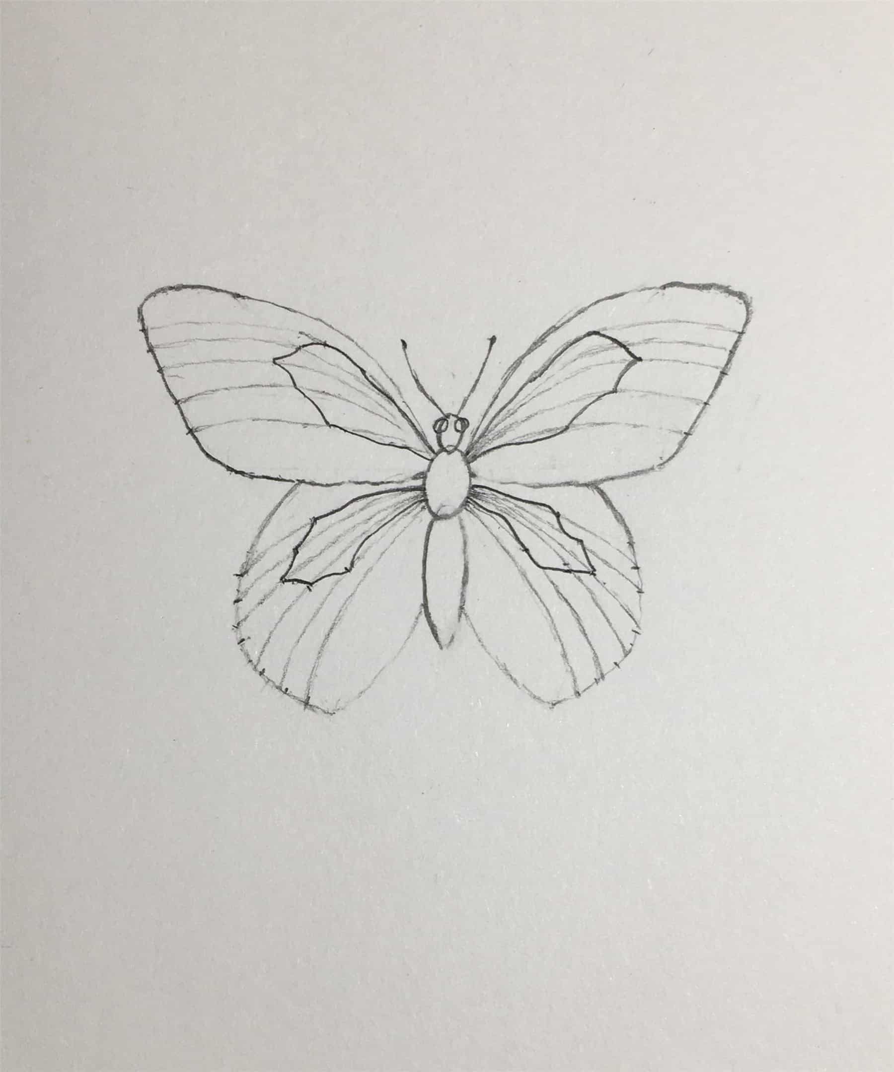 How to Draw a Butterfly-Step by Step Tutorial