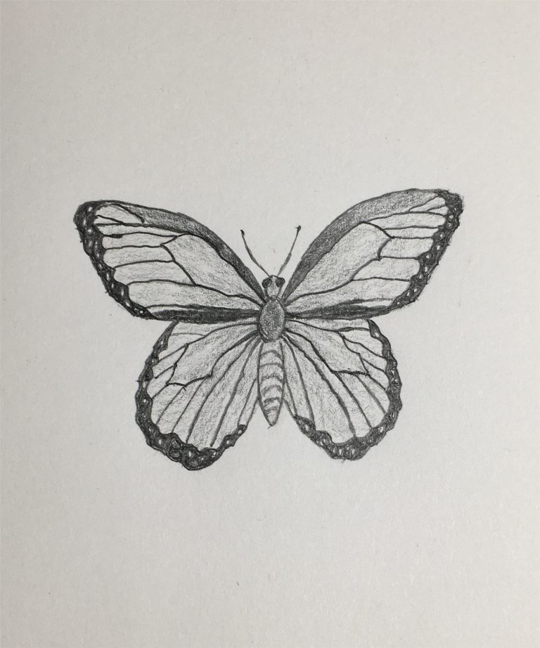 How to Draw a Butterfly-Step by Step Tutorial