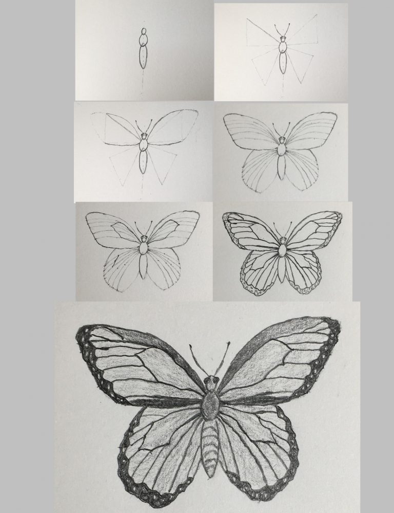 How to Draw a Butterfly-Step by Step Tutorial