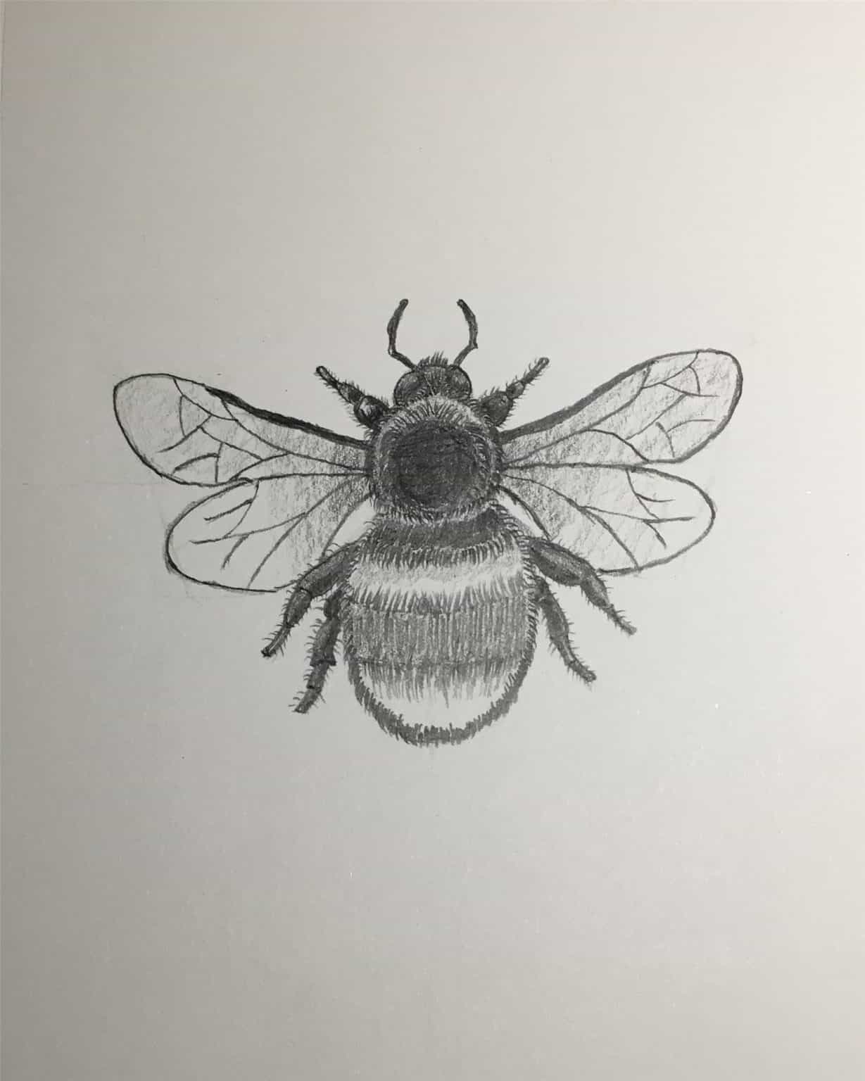 How to Draw Bumble Bee Step-by-Step Tutorial