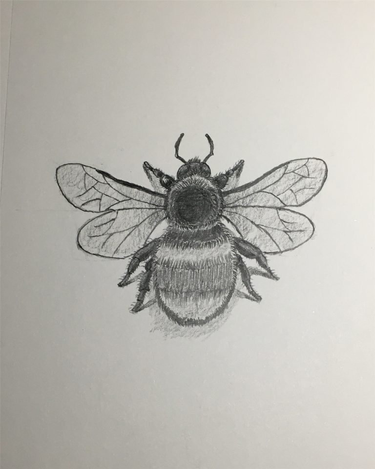 How To Draw Bumble Bee Step By Step Tutorial 