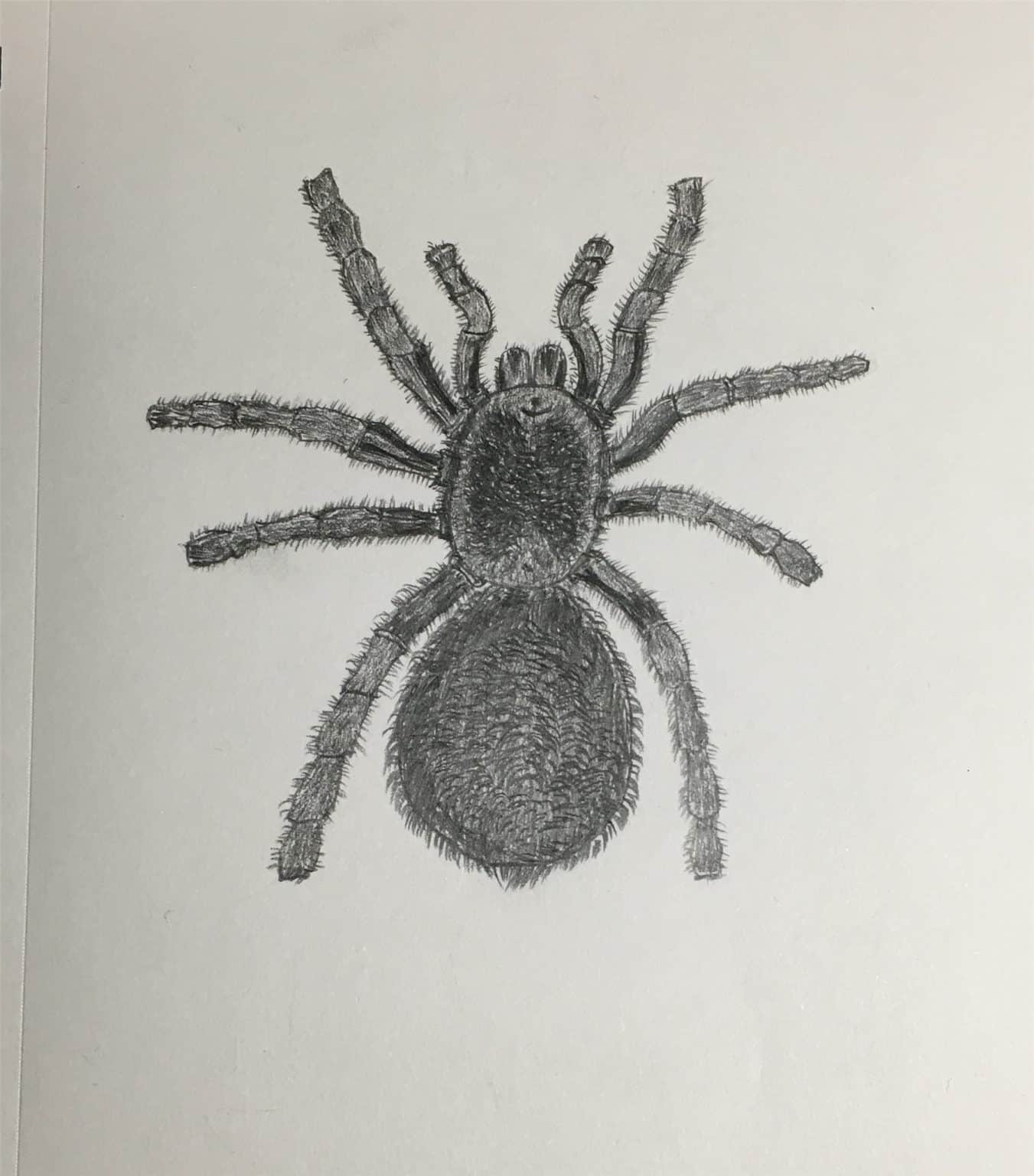 How To Draw A Spider For Halloween Step By Step