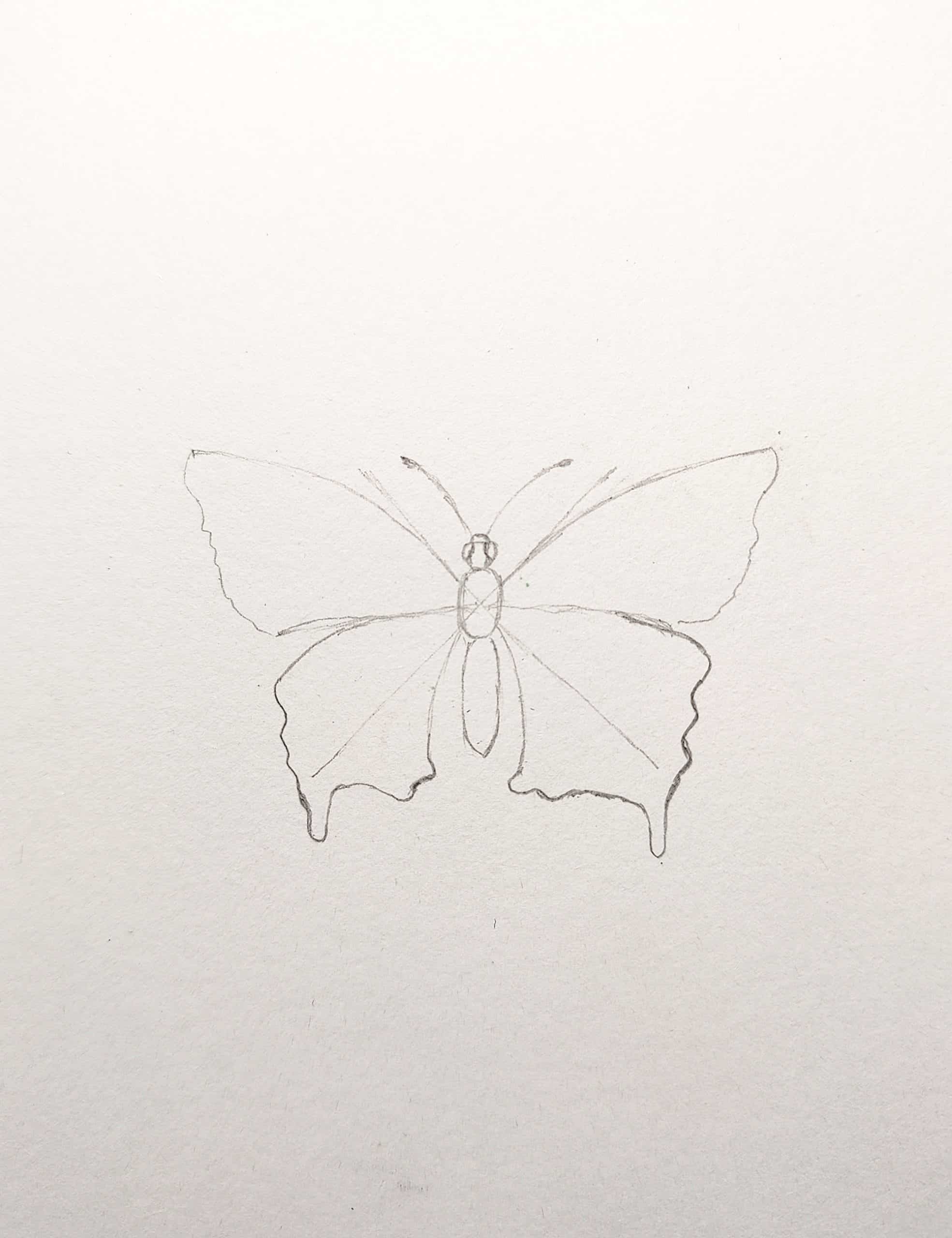 How to Draw a Butterfly Easy Step by Step