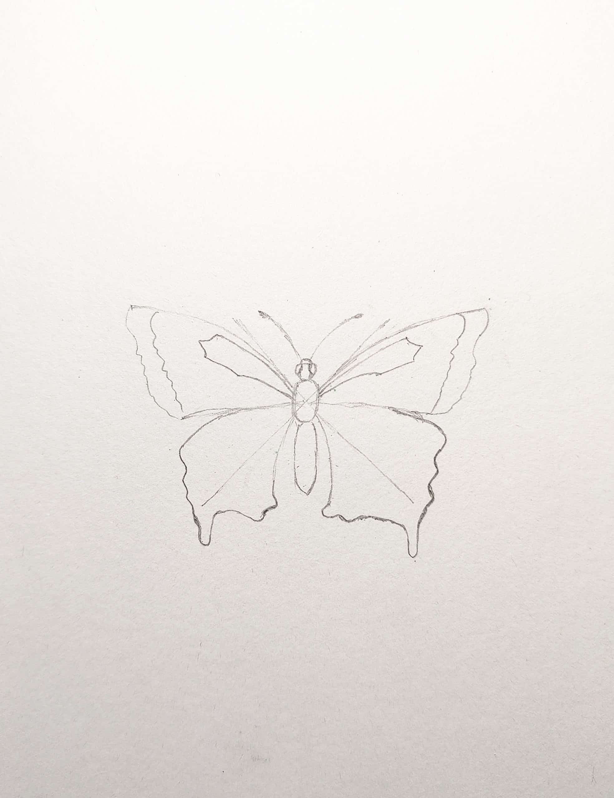 How to Draw a Butterfly Easy Step by Step