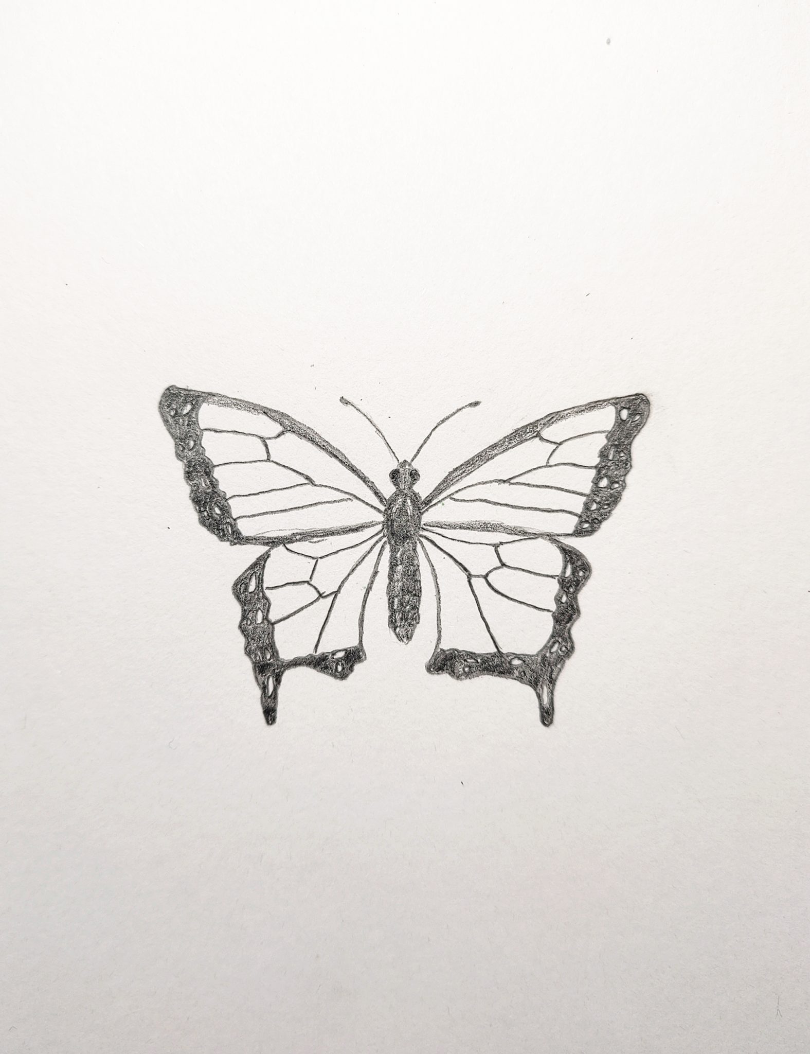 How to Draw a Butterfly Easy Step by Step