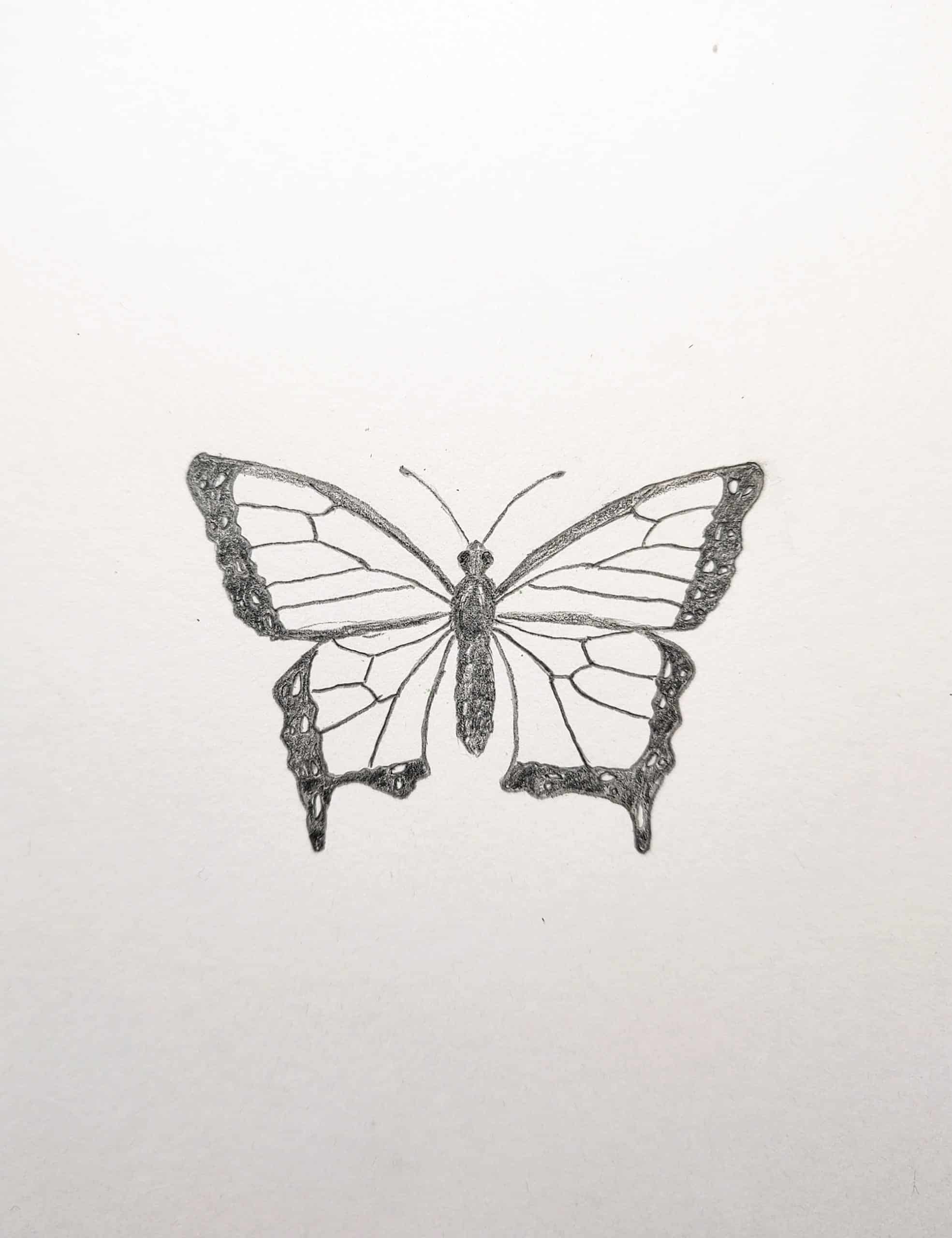 How to Draw a Butterfly Easy Step by Step