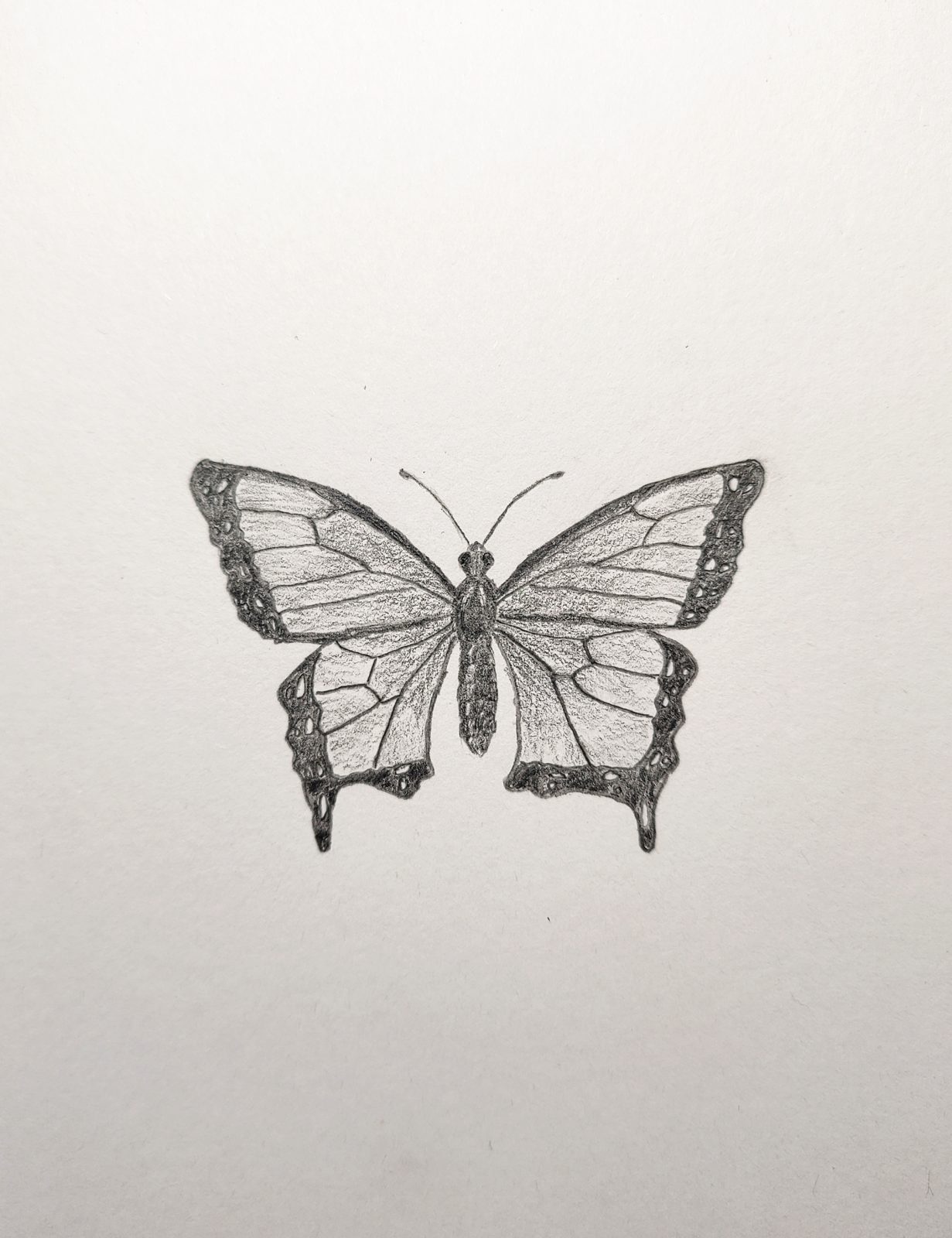 How to Draw a Butterfly Easy Step by Step