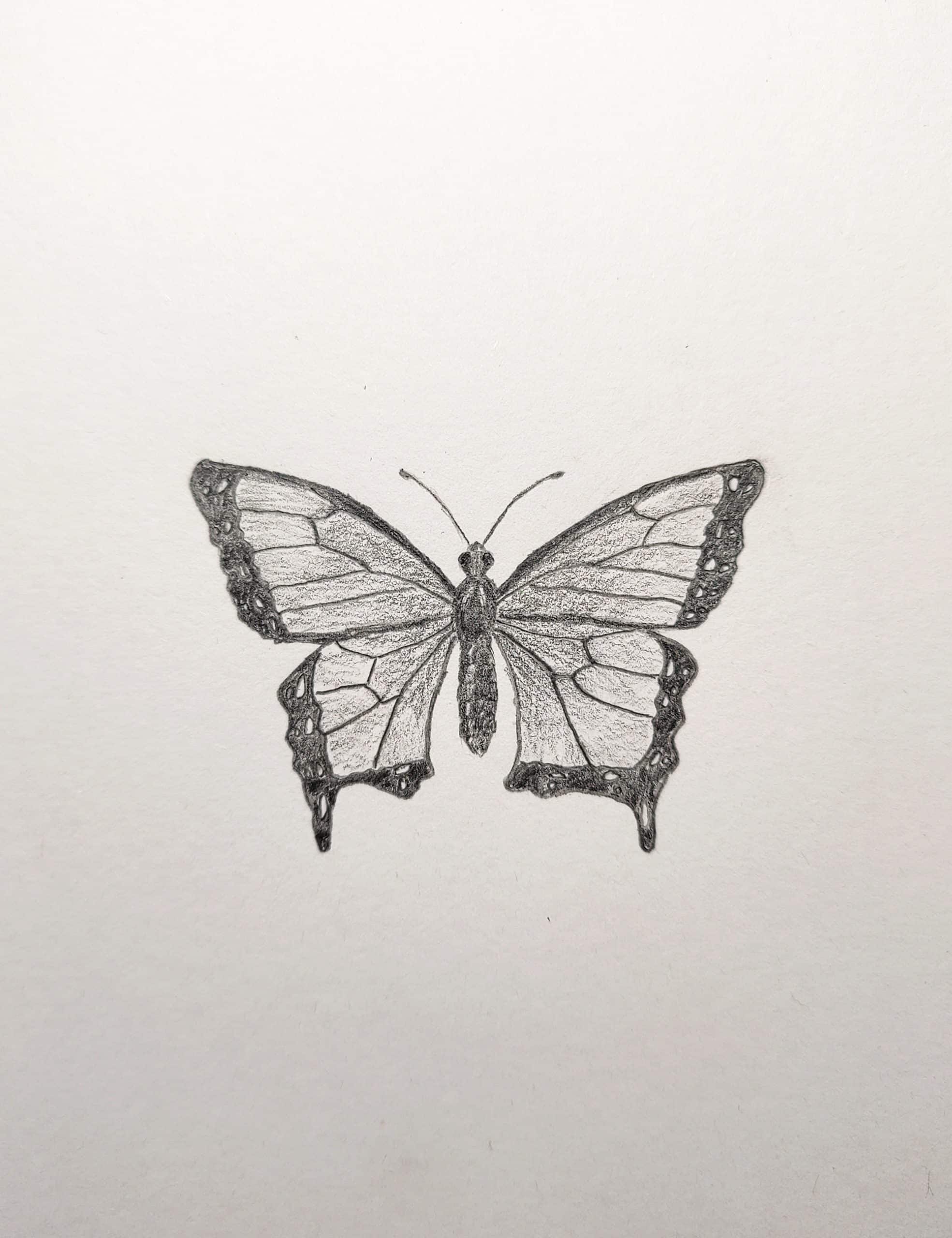 How to Draw a Butterfly Easy Step by Step