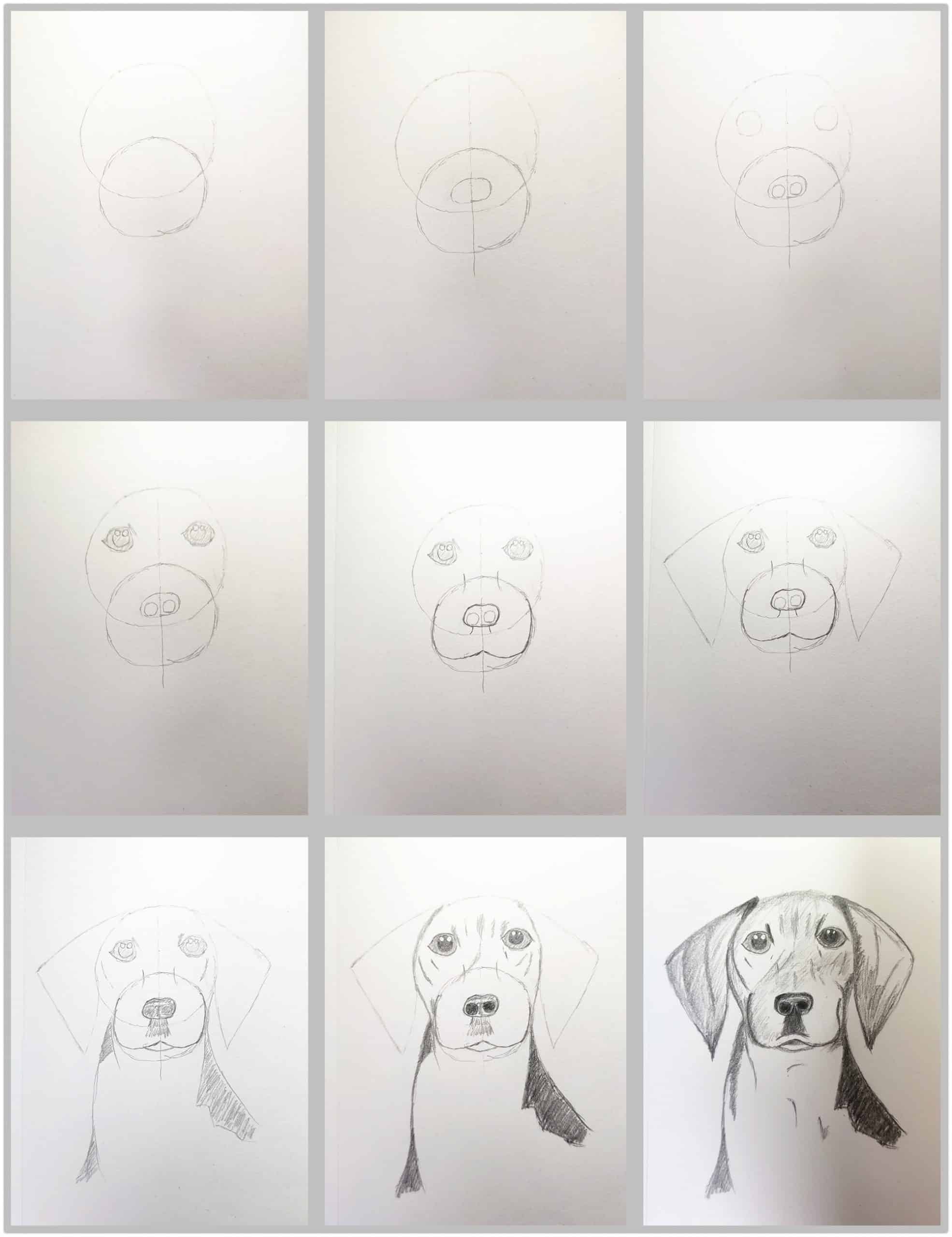 How to Draw a Dog Step by Step