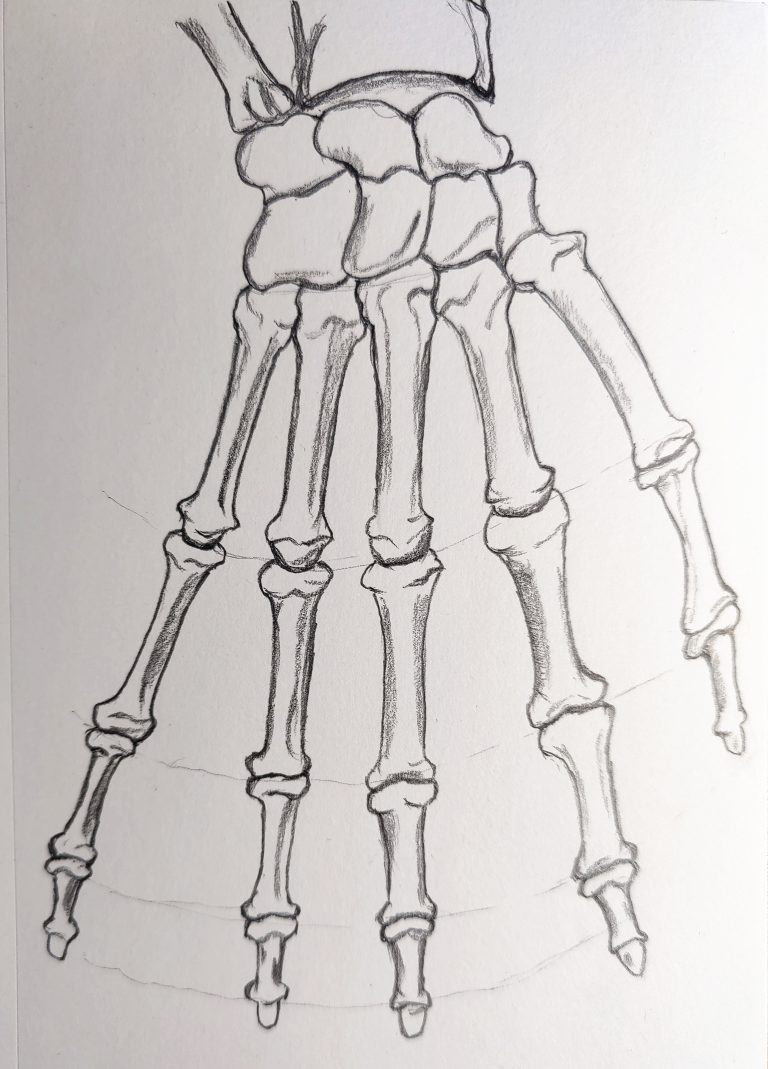 How to Draw a Skeleton Hand Step by Step