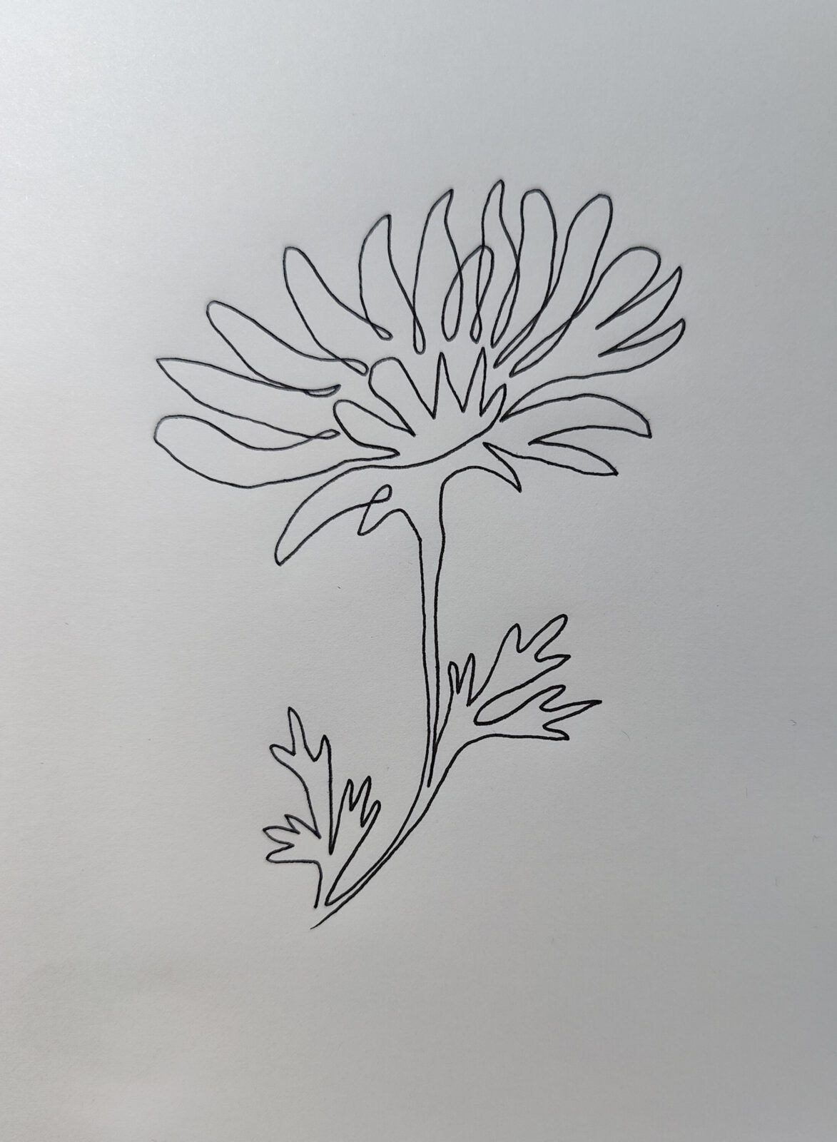 Single continuous line drawing chrysanthemum-2022061201
